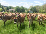 Jersey Herd cows for sale - photo 1