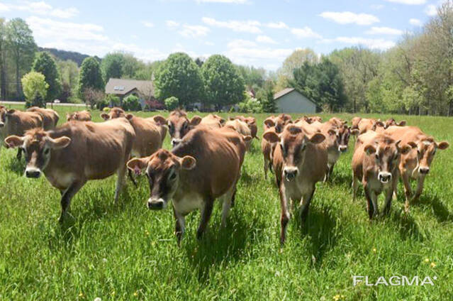 Jersey Herd cows for sale