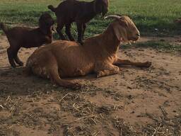 Kalahari goats for sale