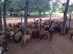 Kalahari goats farm