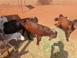Kalahari goats for sale - photo 3