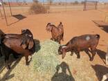 Kalahari goats for sale - photo 2