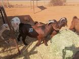 Kalahari goats for sale - photo 3