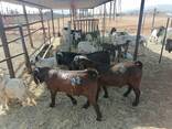 Kalahari goats for sale - photo 3