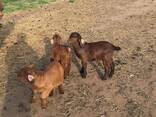 Kalahari goats for sale - photo 1