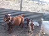 Kalahari goats for sale - photo 3