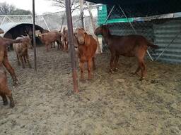 Available Kalahari goats