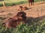 Kalahari goats for sale - photo 2
