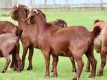 Kalahari Red Goats for Sale - фото 1