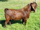 Kalahari Red Goats for Sale - фото 3