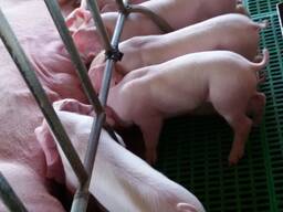 Landrace Pigs for Sale