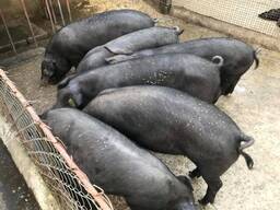 Large Black Pigs for Sale