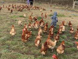 Layers And Broilers For Sale