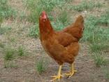 Leghorn chickens for sale - photo 1