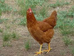 Leghorn chickens for sale