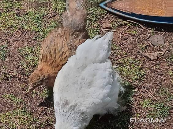 Light Colombian Brahma Chicks