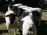 Merino Sheep for sale - photo 1