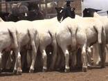 Livestock Boer goats and sheep for sale in South Africa - photo 1
