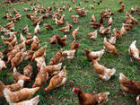 Eggs For Sale - photo 1