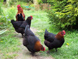 Marans chicken for sale - photo 1