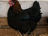 Marans chickens for sale - photo 1