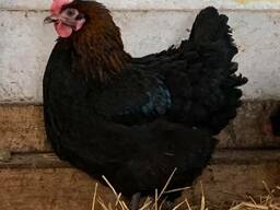 Marans chickens for sale