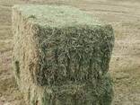 Meadow Hay for Sale - photo 1