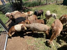 Meat Master Sheep for Sale