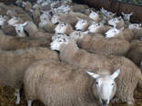 Merino and dorper shee0 - photo 1