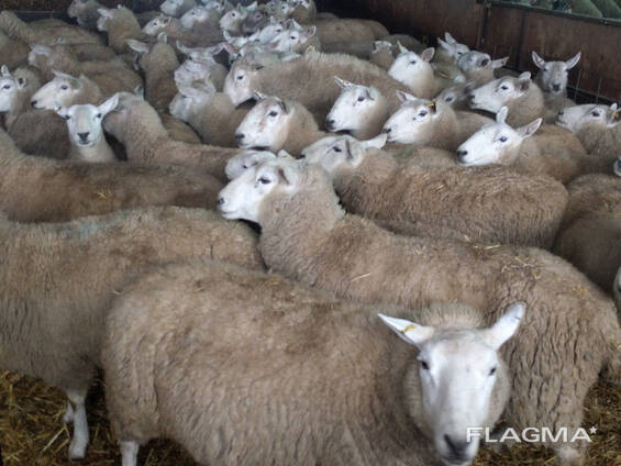 Merino and dorper shee0