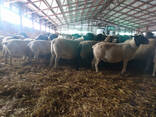 Merino and dorper shee0 - photo 5
