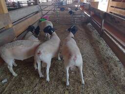 Merino and Dorper sheeps for sale/ Whatsapp