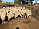 Merino and Dorper sheeps for sale/ Whatsapp - photo 2