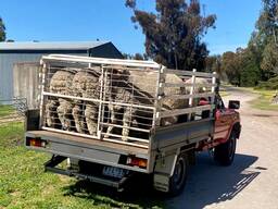 Merino Lambs