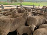 Merino Rams And Ewes For Sale - photo 2
