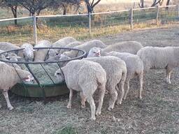 Cheap Merino sheep