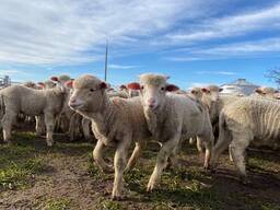 Merino sheep for sale