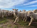 Merino sheep for sale - photo 3