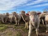 Merino sheep for sale - photo 3