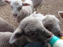 Merino sheep for sale