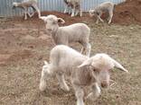 Merino sheep for sale - photo 1
