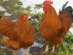 New hampshire chickens for sale