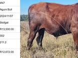 Nguni Bulls for Sale, Cullinan, Pretoria - фото 2