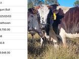 Nguni Bulls for Sale, Cullinan, Pretoria - photo 7