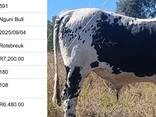 Nguni Bulls for Sale, Cullinan, Pretoria - photo 8