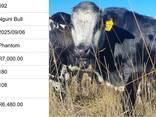 Nguni Bulls for Sale, Cullinan, Pretoria - photo 9