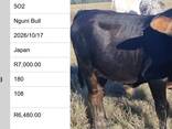 Nguni Bulls for Sale, Cullinan, Pretoria - photo 10