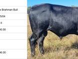 Nguni Bulls for Sale, Cullinan, Pretoria - photo 11