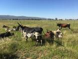 Nguni Bulls Heifers and Calves - photo 1