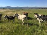 Nguni Bulls Heifers and Calves - photo 2